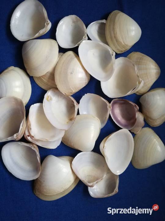 Muszlemuszelki naturalne 25Średnica jednej Wyposażenie wnętrz Łódź