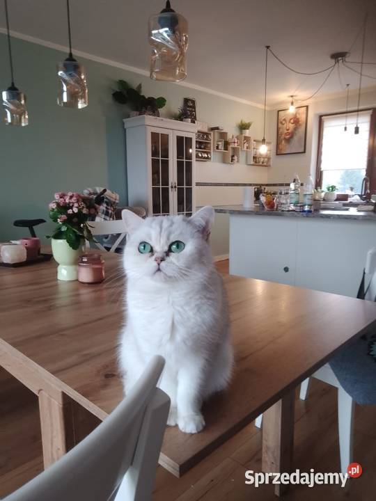 Kocięta Brytyjskie Srebrne srebrne pointy Zielona Góra sprzedam