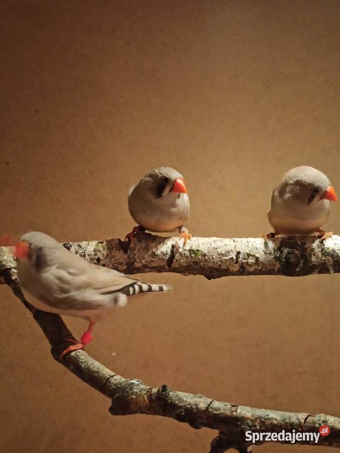 Młode zeberki Zwierzęta wielkopolskie Poznań sprzedam