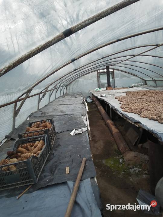 Tunel Foliowy Cieplarka Rozsadnik
