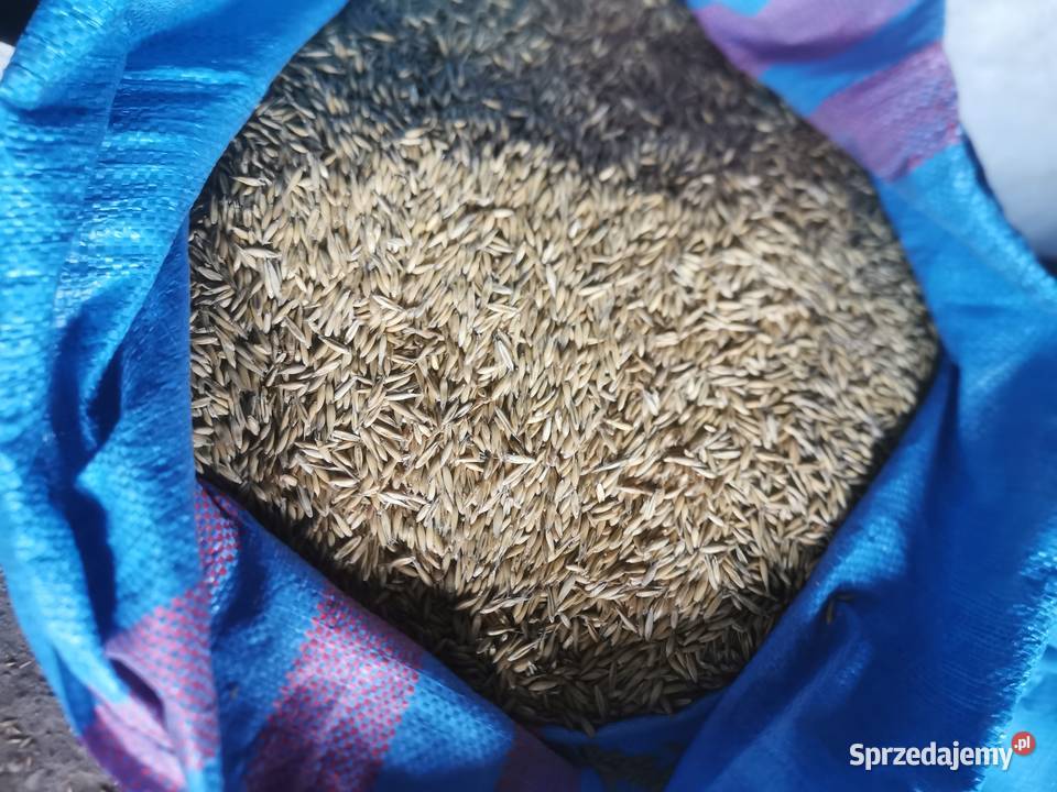sprzedam pszenicę owies
