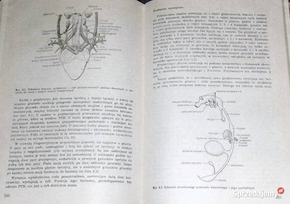 Endokrynologia ogólna C Donnell Turner Joseph T Pozostałe Chełm
