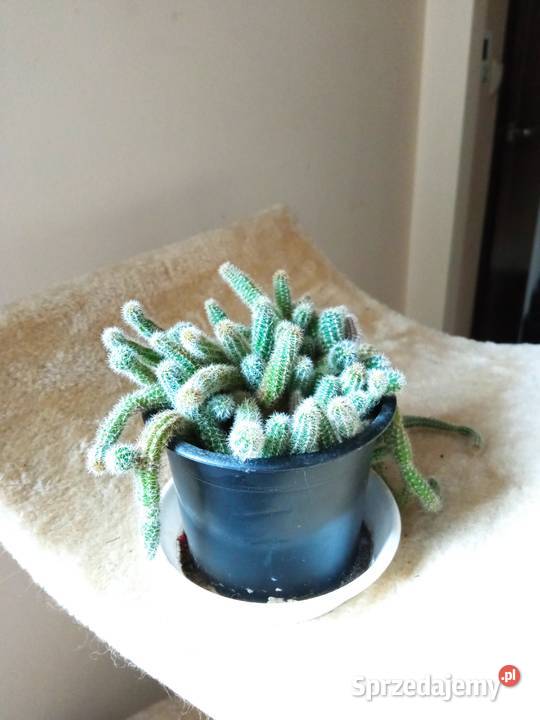 Piękne syngonium 10 Białystok