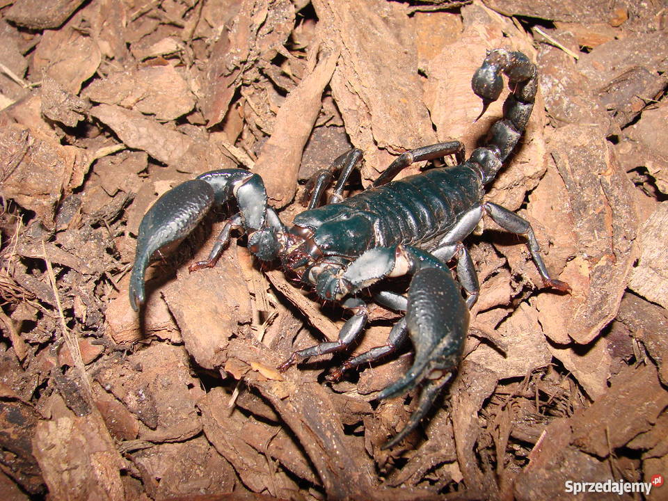 Skorpion dla początkujących Heterometrus petersi