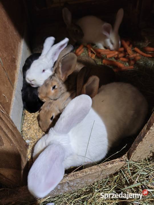 Samice Termondzkie i inne