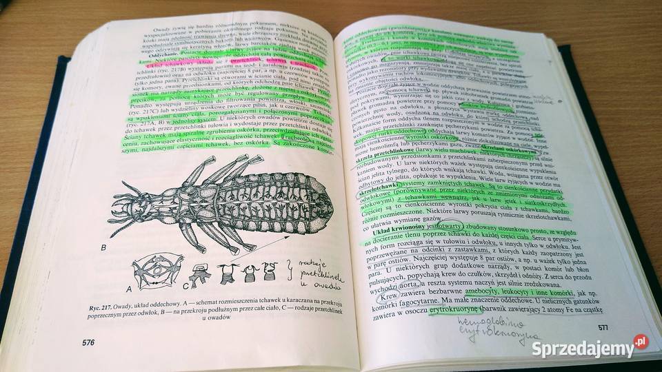 Bezkręgowce podstawy morfologii funkcjonalnej pomorskie Gdańsk