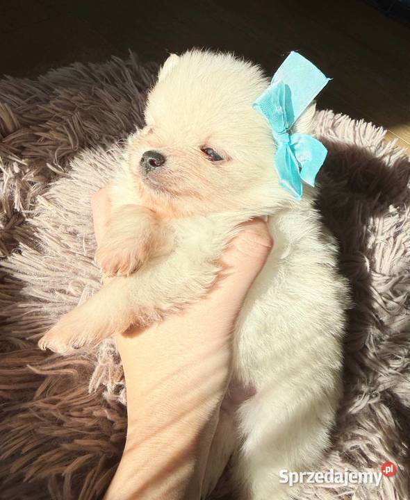 Szczeniaki rasy Szpic miniaturowy śląskie Katowice