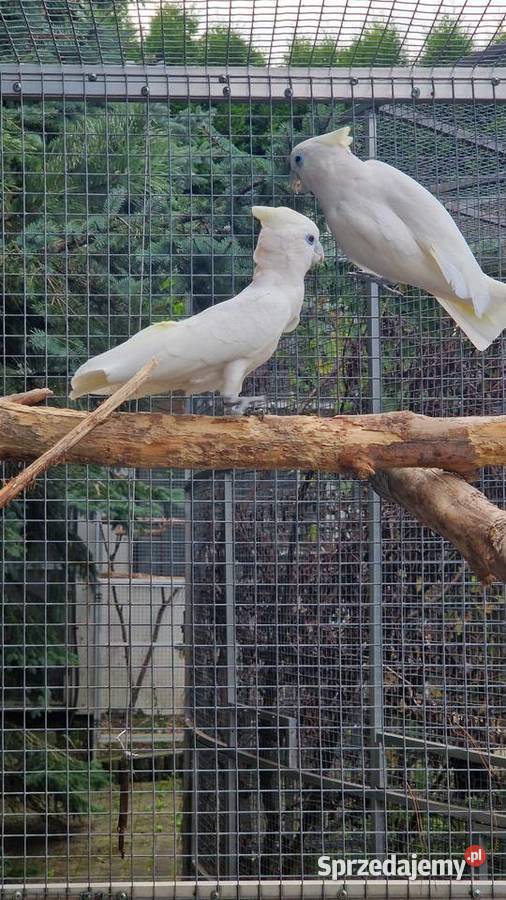 Kakadu salomońskie para małopolskie Andrychów