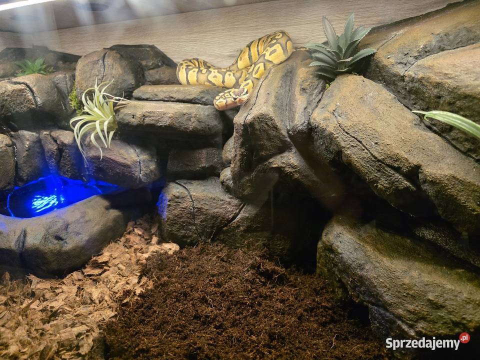 Wąż nie zbożowy Pozostałe Sosnowiec sprzedam