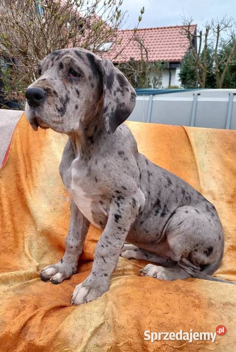 Dog Niemiecki Szczeniaki Oborniki