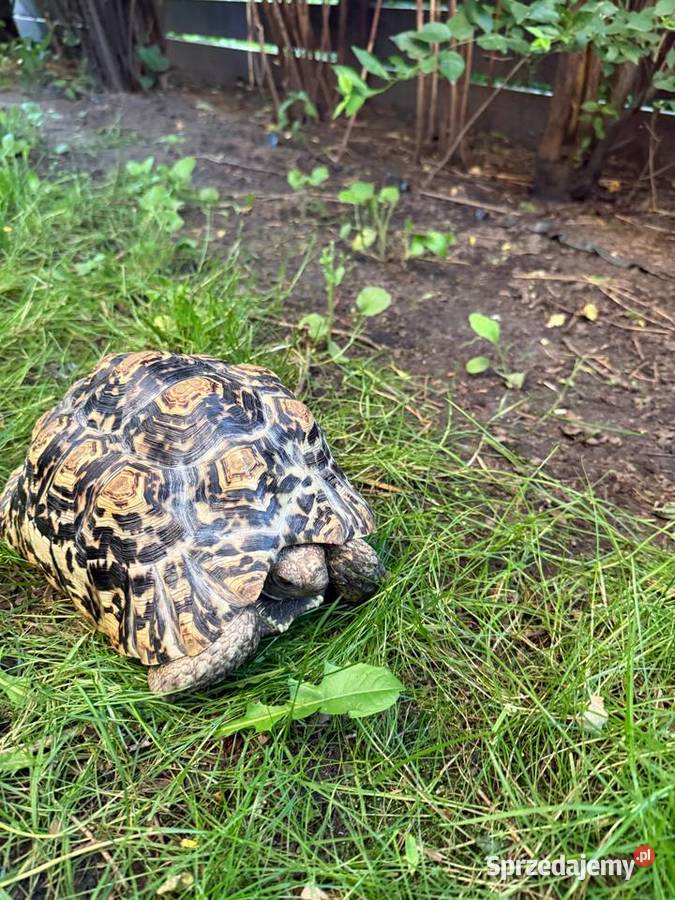 Żółw Lamparci Stigmochelys pardalis ur 2017 Leah Gady i płazy Warszawa