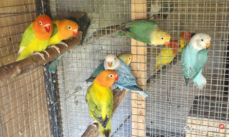 Nierozłączki Fischery Gdynia