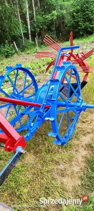 Kopaczka gwiazdowa Strzyżów