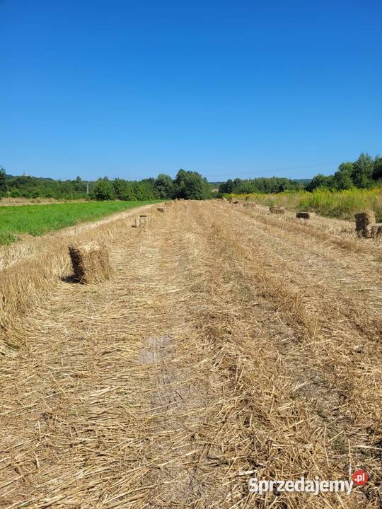 Słoma Pszenna 2025 małopolskie Kwaczała sprzedam