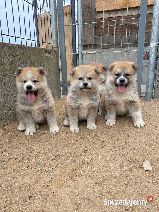 Akita Inu Japońska szczeniaki Żnin