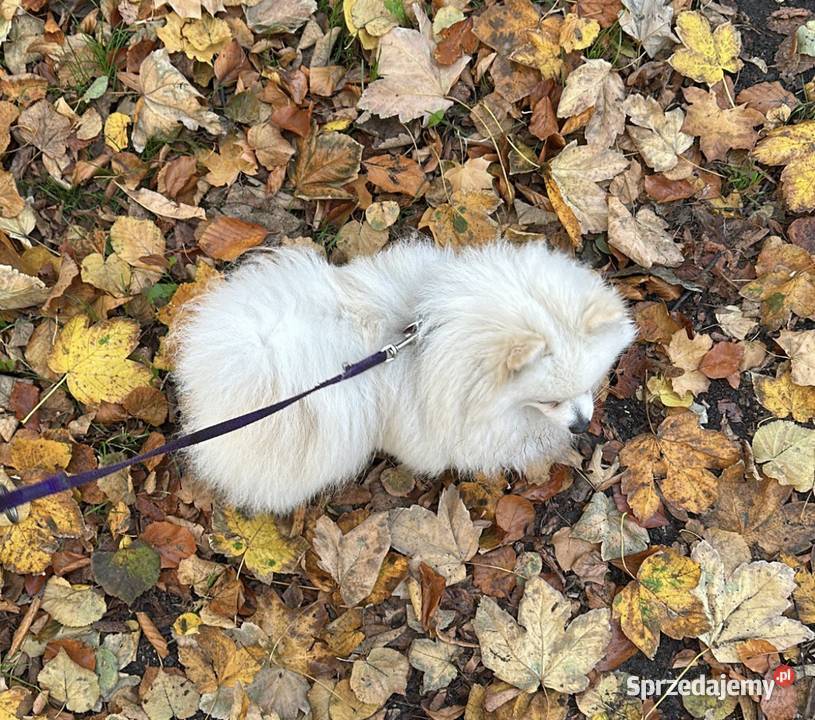 Szpic miniaturowy Pomeranian pies Psy wielkopolskie Poznań
