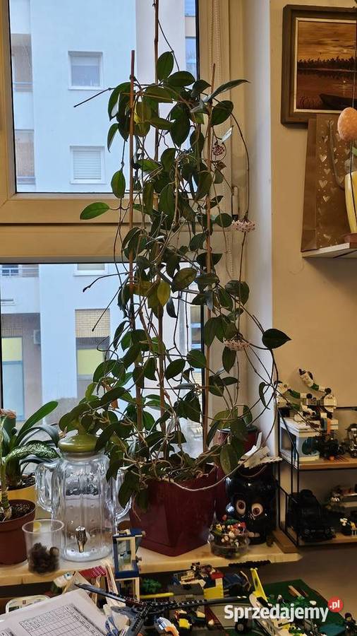 Duża kwitnąca Hoya