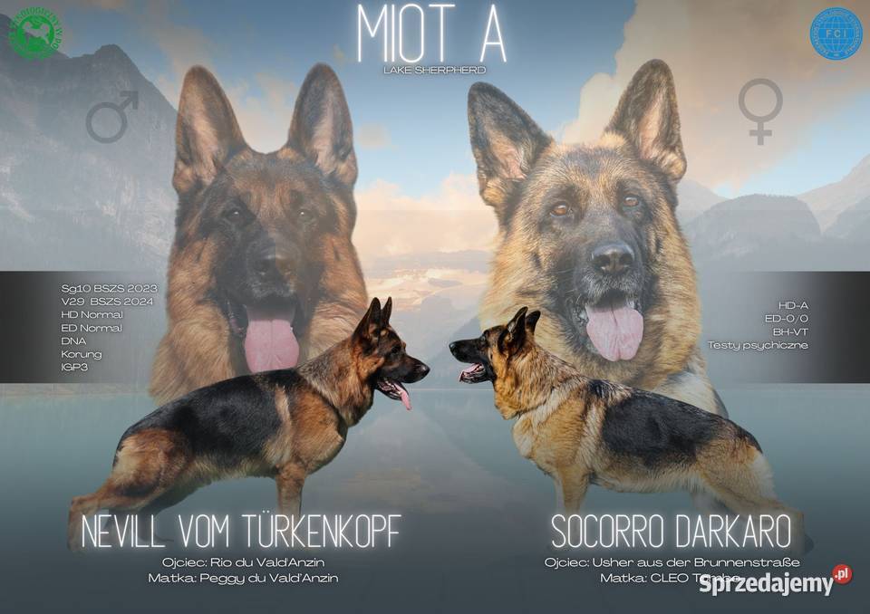 Owczarek Niemiecki krótkowłosy piesek FCI Częstochowa