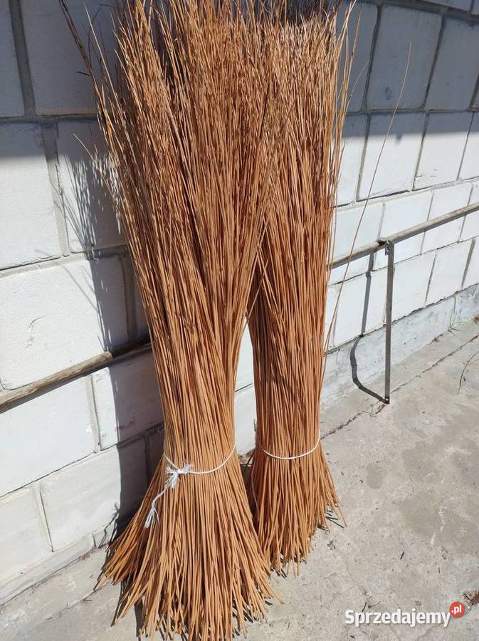 Wiklina korowana wszystkie długości Darmowy Sokołów Małopolski