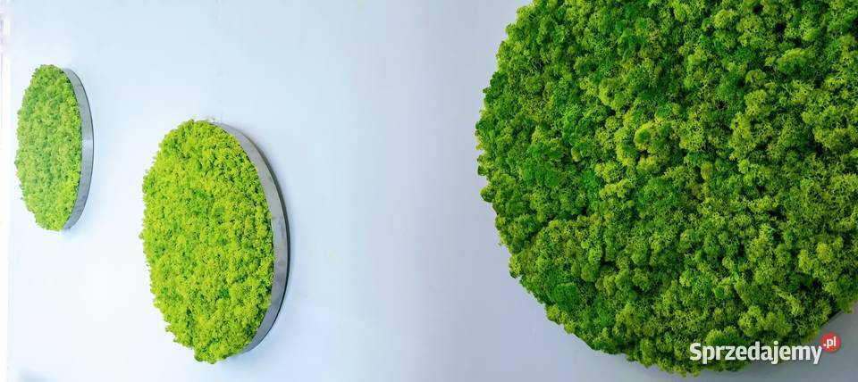 Okrągły obraz z mchu w ramie ze stali odcienie zieleni Kraków