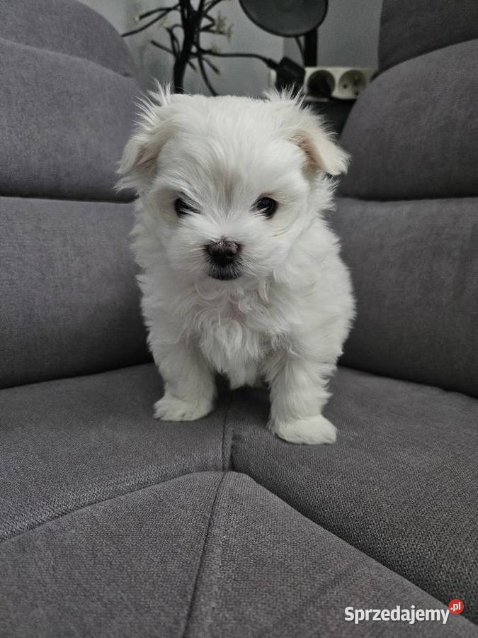 Samiec rasy maltańczyk ur 25112025 gotowy do