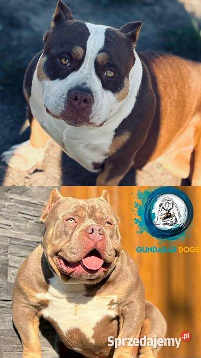 American bully ABKC kujawsko-pomorskie Piotrków Kujawski sprzedam