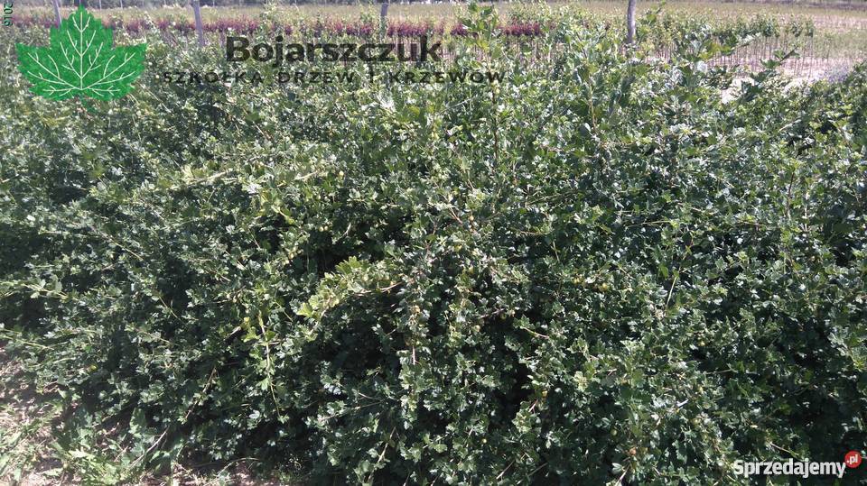 Sadzonki agrestu Mucurines Kamieniar Puszkińskij Pozostałe