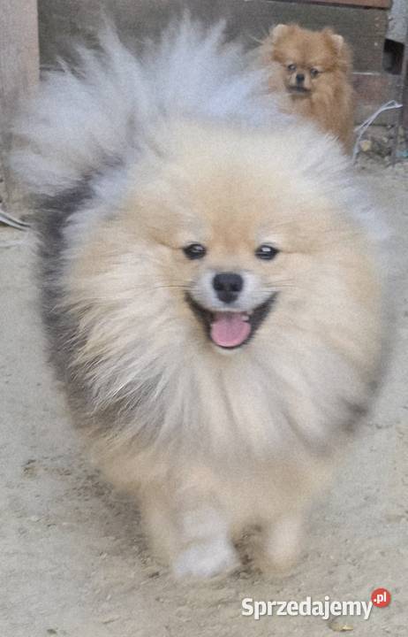 Pomeranian szpic miniaturowy zkwp FCI Piątkowisko sprzedam