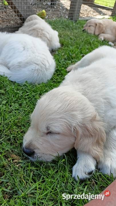 Golden Retriever gotowy do odbioru Rakoniewice