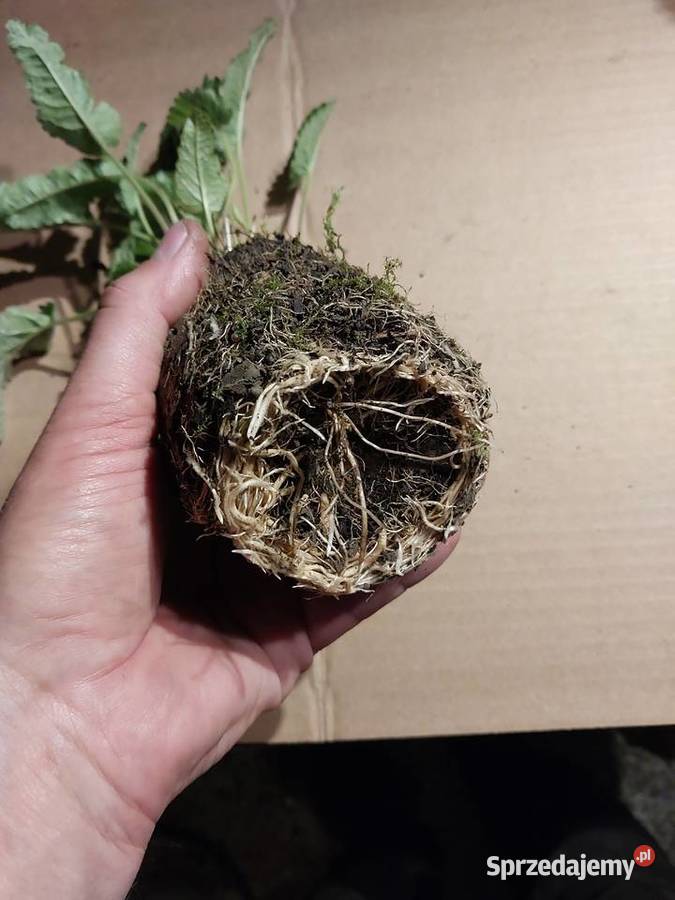 Czyściec lekarski bukwica małopolskie Mszalnica