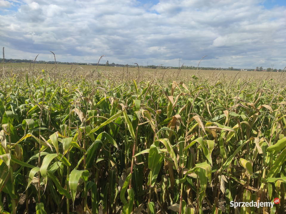 KUKURYDZA NA PNIU NA KISZONKE