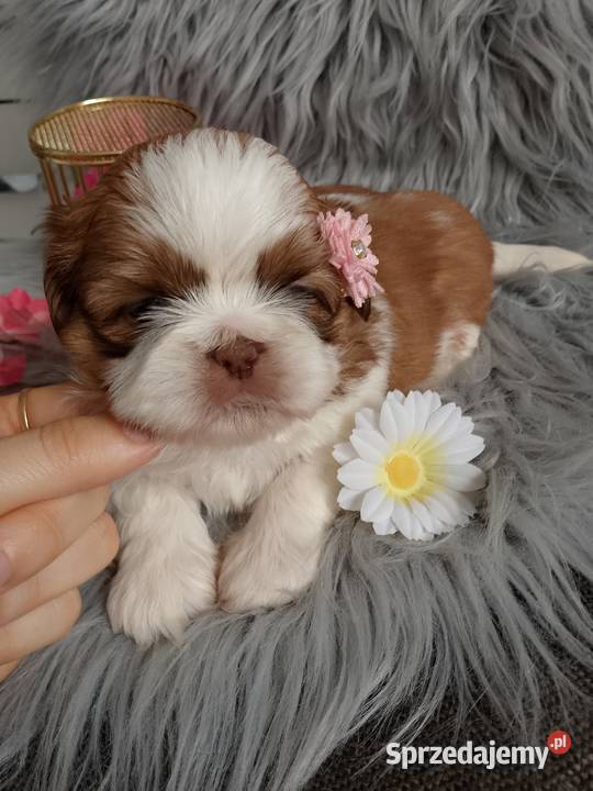 Suczka rasy ShihTzu biało złota