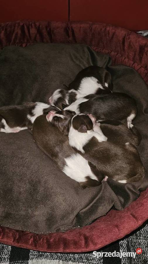 Border collie szczenięta z rodowodem gotowe do Radom