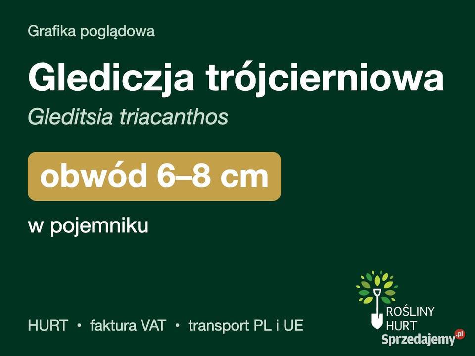 Glediczja trójcierniowa obwód 68 w pojemniku