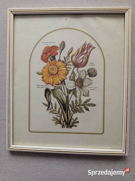 Stylowe 2 obrazki botaniczne przedstawiające Pozostałe mazowieckie sprzedam