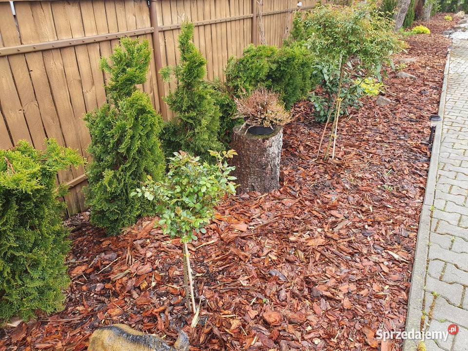 Kora ogrodowa ozdobna dekoracyjna