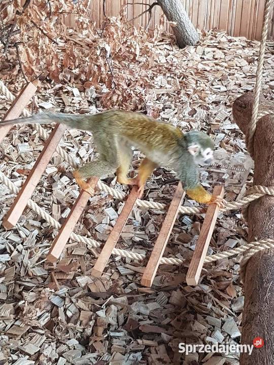 Sprzedam małpkę Sajmiri Opole sprzedam