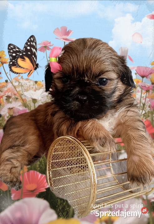 Do odbioru śliczna suczka rasy ShihTzu Shih Tzu Ostrzeszów