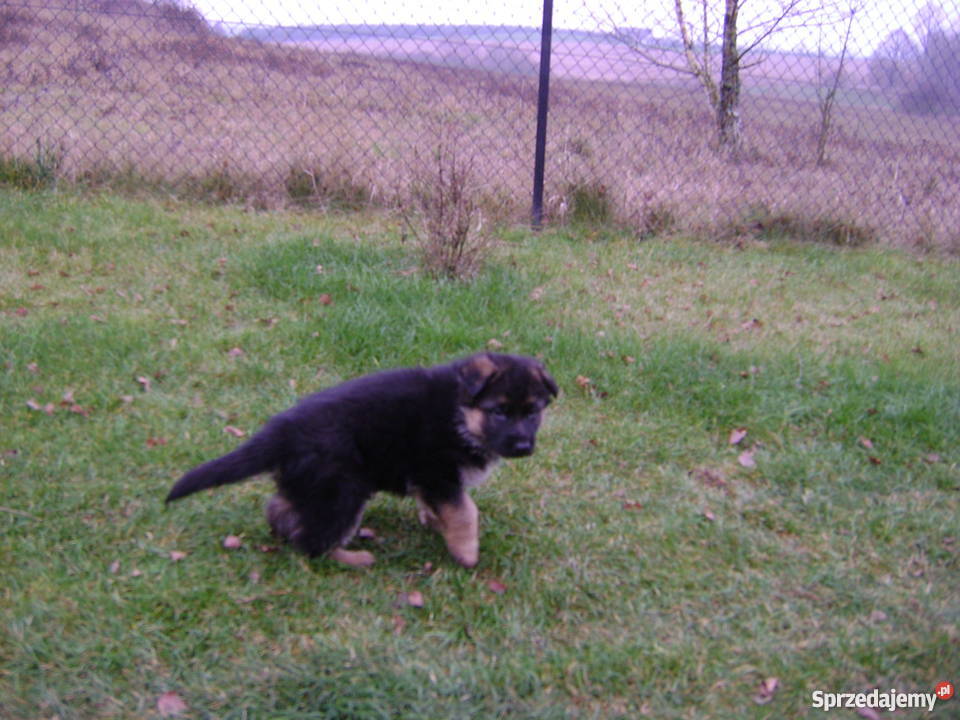 Sprzedam szczeniaki owczarka niemieckiego