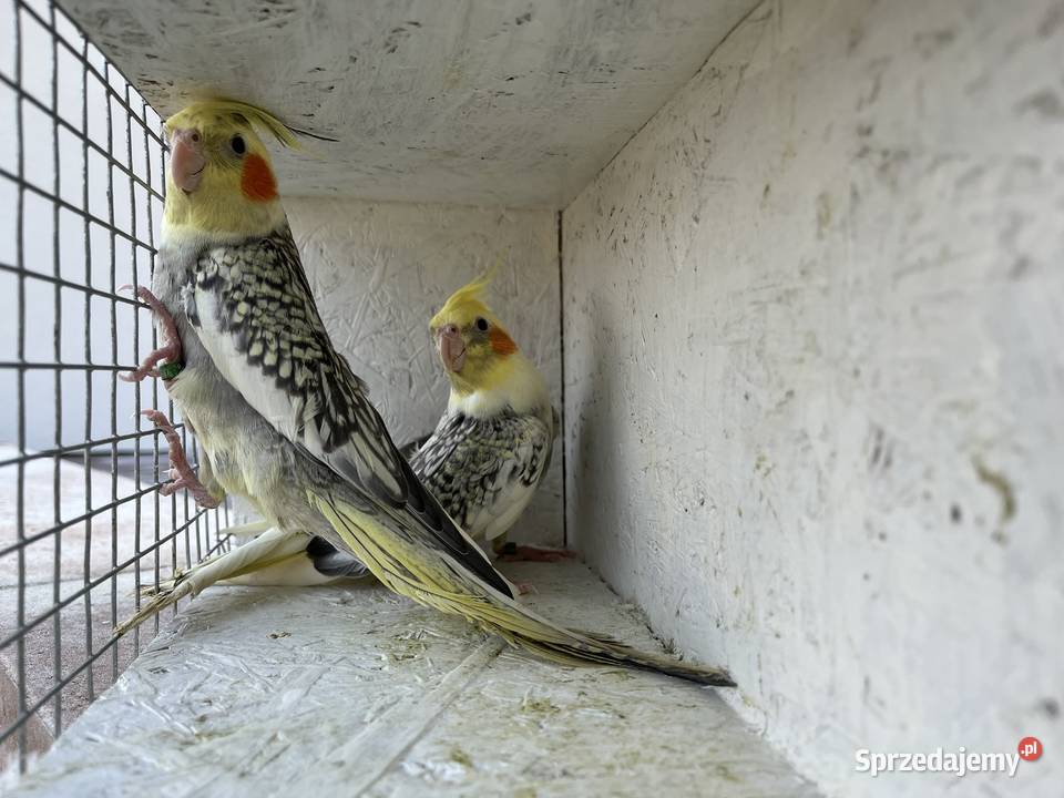 nimfy wystawowe 2026