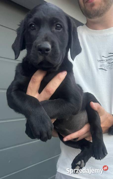 Labrador szczeniaki czarne I biszkoptowe Chronów