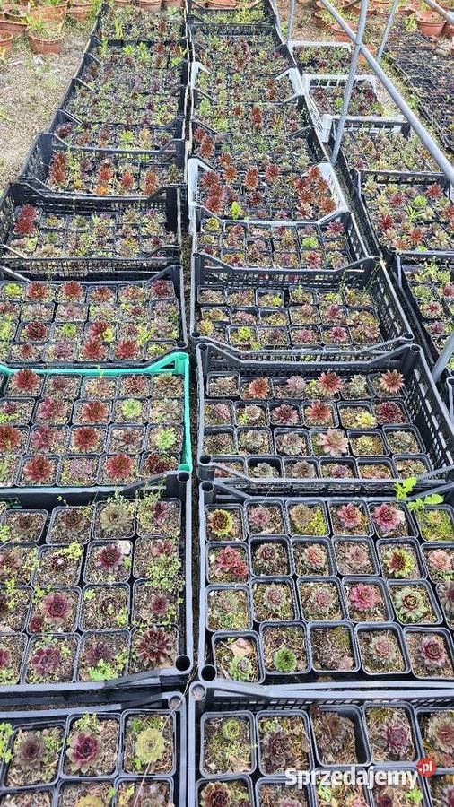 Rojniki Rojniki Rojniki Łódź