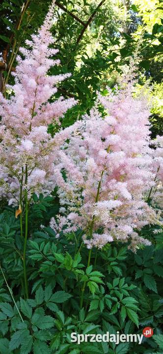 Byliny do kolekcji tawułka Arendsa jasny róż małopolskie Nowy Sącz