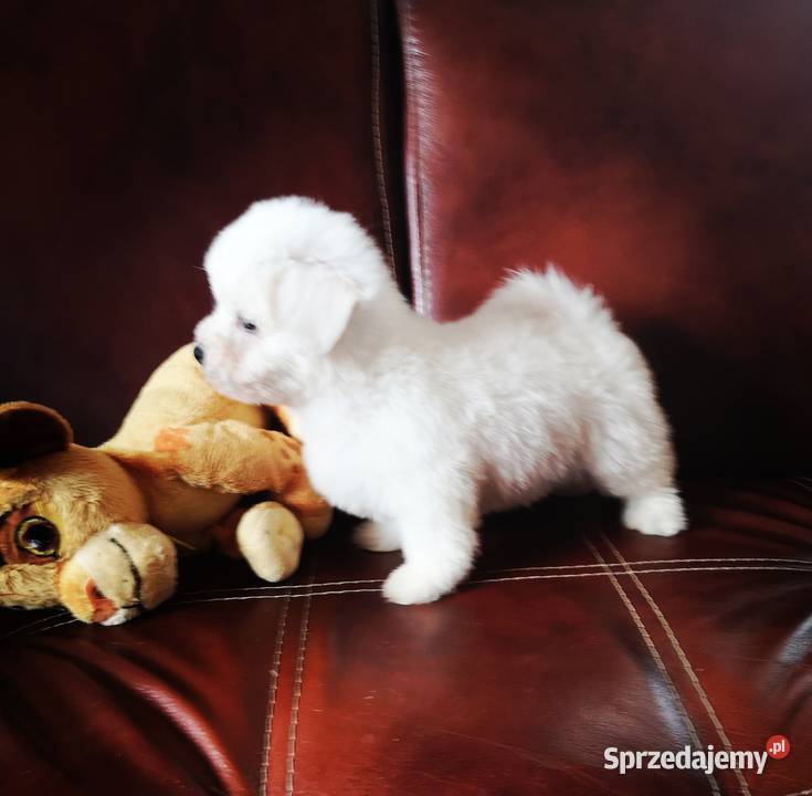 Maltanczyk Przepiękne Szczenięta hodowla domowa sprzedam