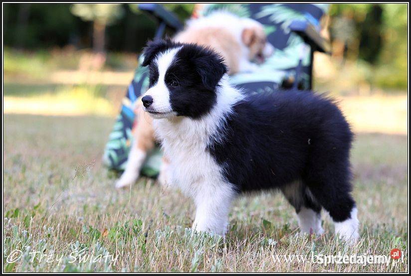 szczeniaki Border Collie psy suczki rodowód ZKwP wielkopolskie Poznań sprzedam