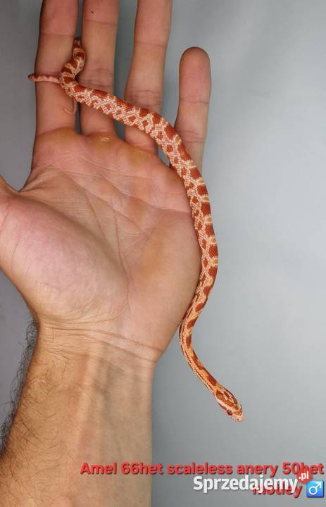 Węże zbożowe młode śląskie Knurów