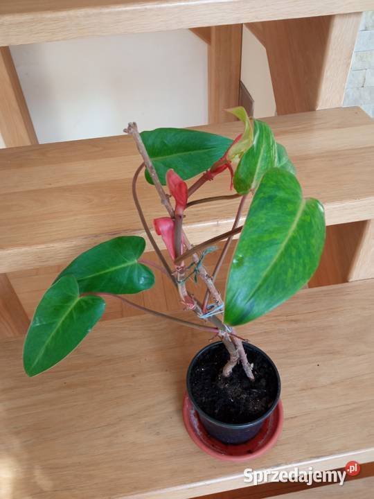 Filodendron szczawik monstera i inne podlaskie Białystok