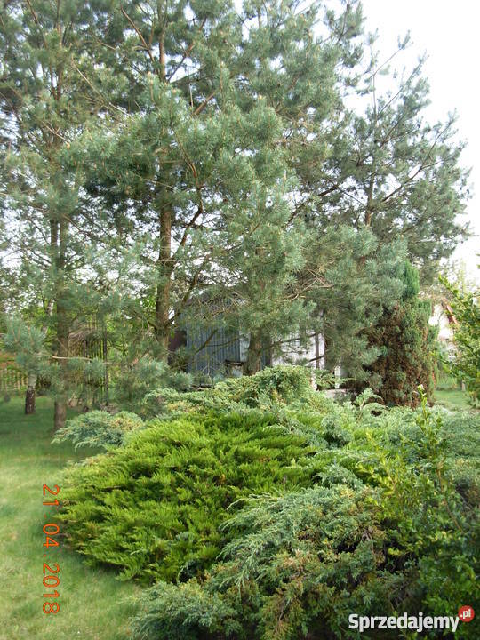 Sprzedam działkę rekreacyjną 85zł/m2