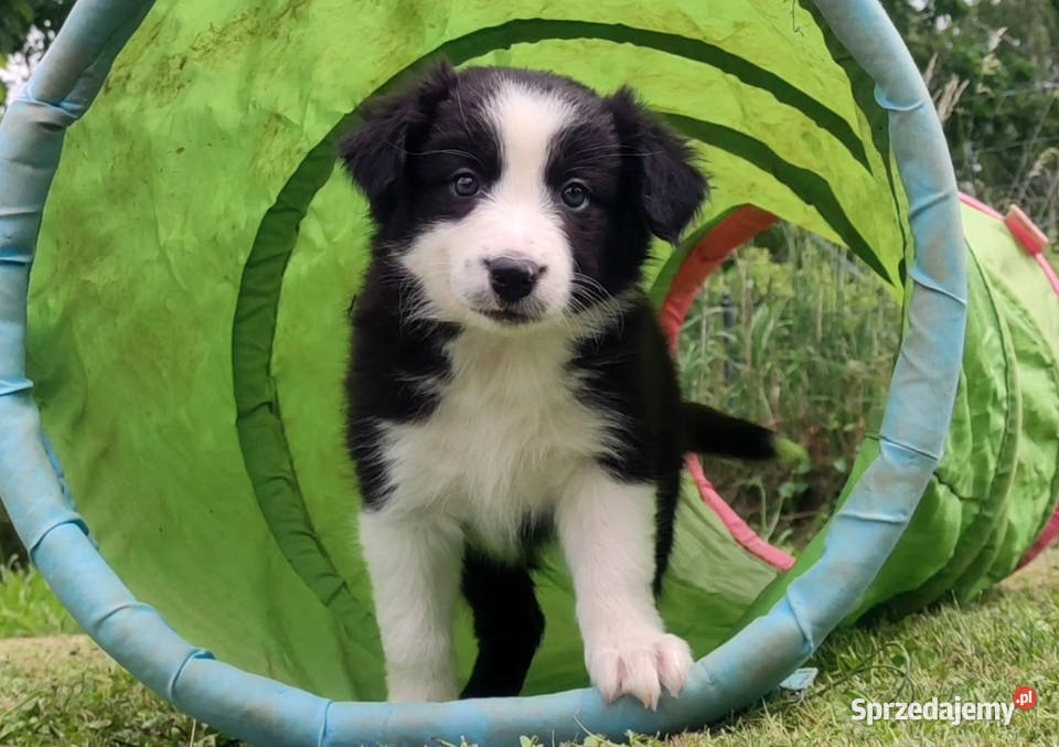 Rasowa suczka border collie z Hodowli komplet Iwonicz