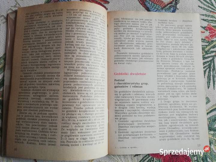 Goździki w ogródku Rabatowe skalneDocdr K Mynett Kraków